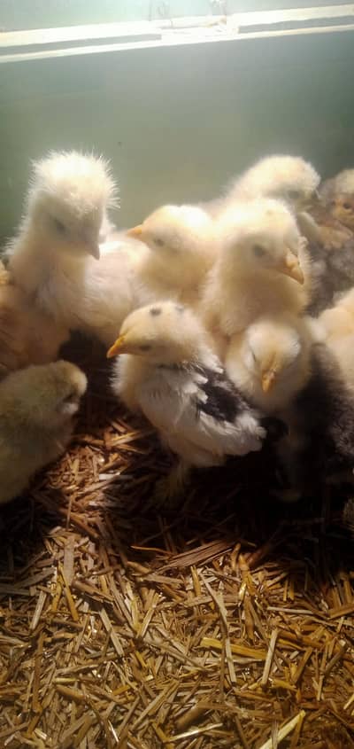 all fancy chicks available/fancy murgiya/chicks/fancy hens.