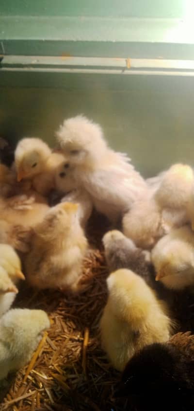 all fancy chicks available/fancy murgiya/chicks/fancy hens.