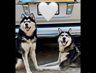 Pair of two husky