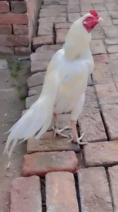 Aseel murga for sale price 12000 watsap 03101717084