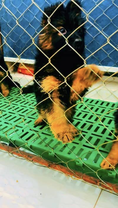 German shepherd puppies