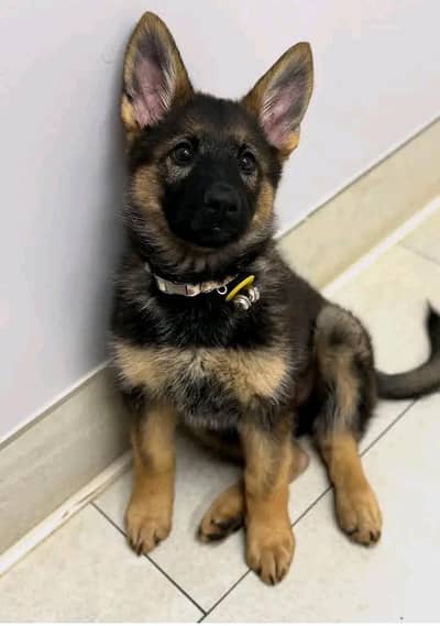 German Shepherd Puppy Dog For sale Call My WhatsApp 0341,2721,593