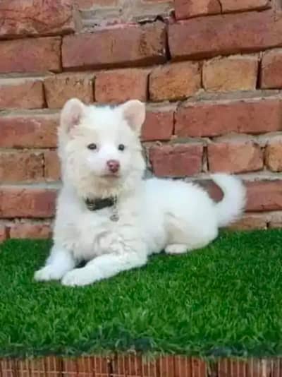 Russian Poppy Dogs for urgent sale 0307*95*35*892 My WhatsApp number