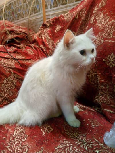 persian cat