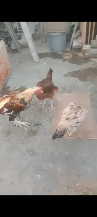 Aseel hens 4 female and 1male