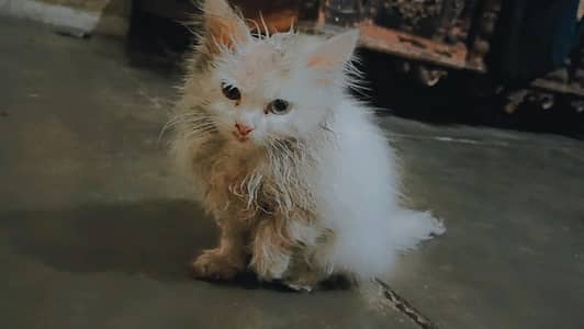 I want to sell my Kitten