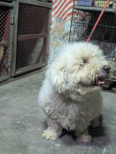 active and not aggressive playing and friendly dog