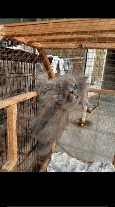 Persion British cat,Triple coat