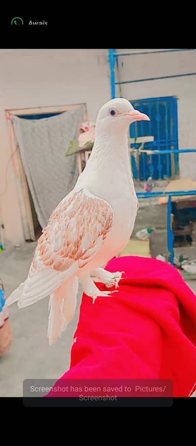 full tame hai lal kapry py what'sapp 03021662482