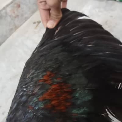 Tahi Cross Ma H Long Height