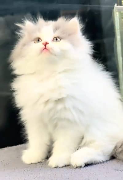 Persian cat Blue eyes vaccinated WhatsApp number03491408599