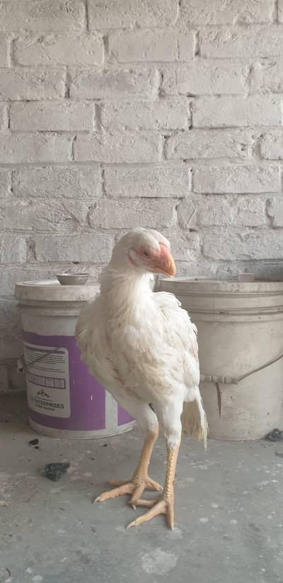 Parrot Beak Long Tail Aseel Female | 6 Months | Full Active