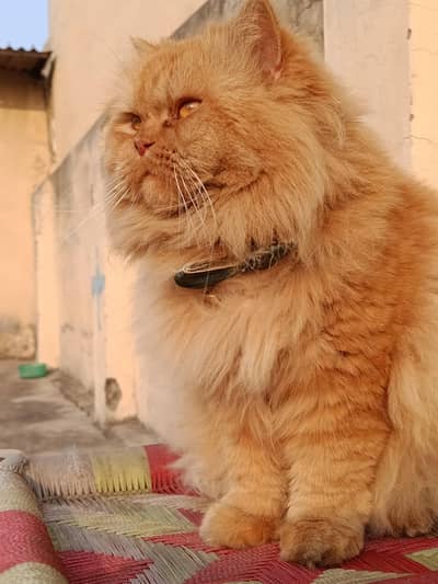 Persian kittens 3rble coated