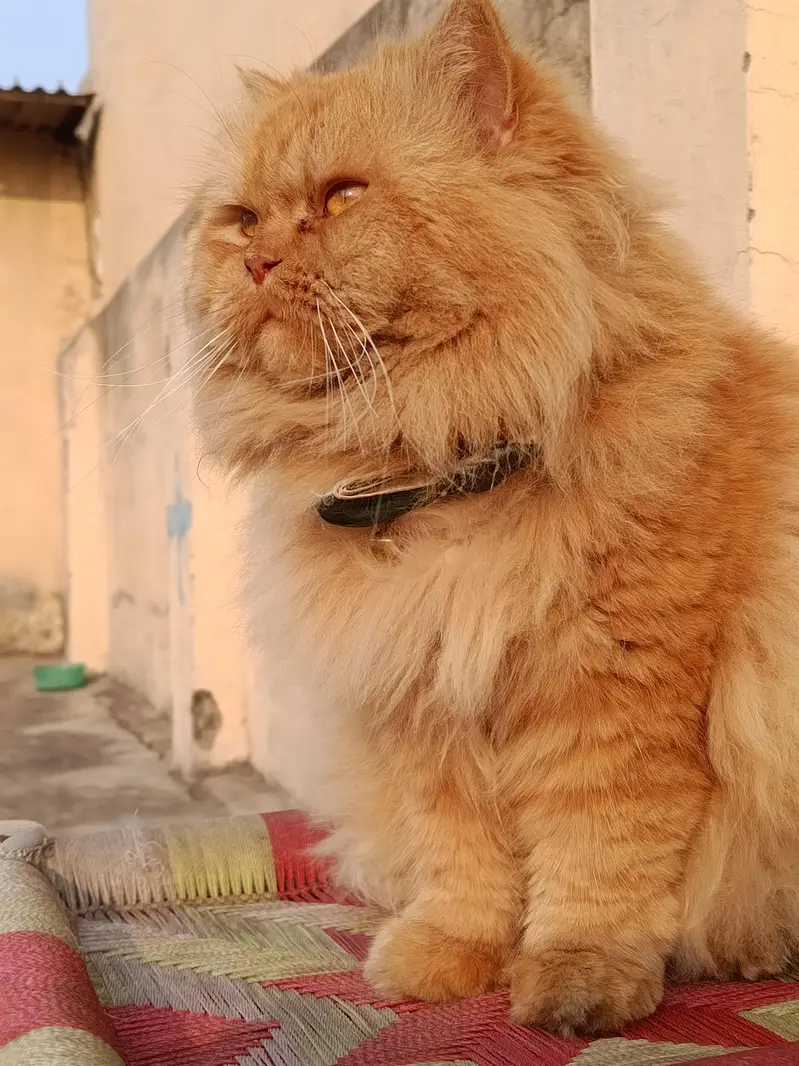 Persian kittens 3rble coated