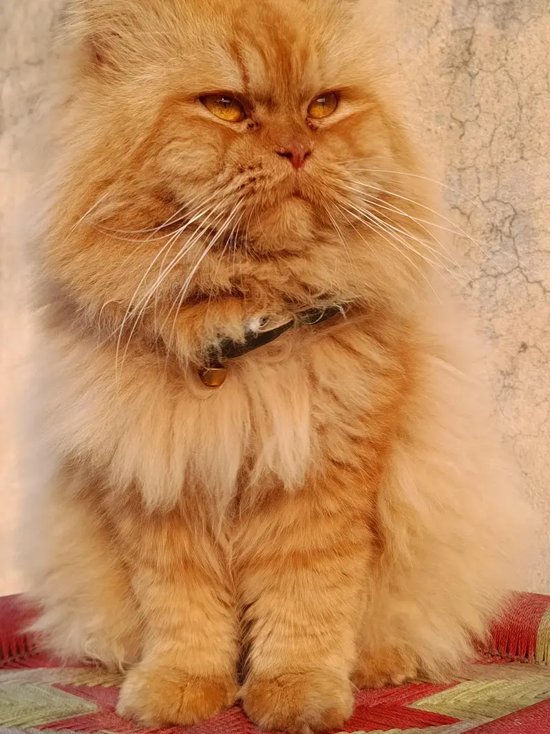 Persian kittens 3rble coated — photo 2