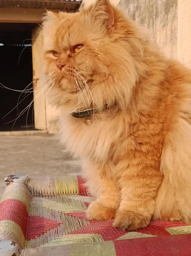 Persian kittens 3rble coated — photo 4