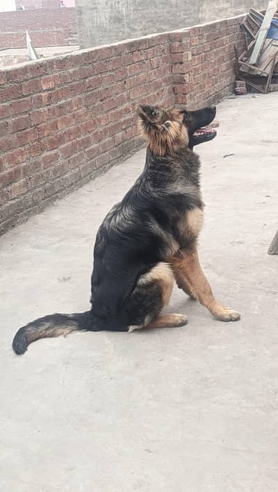 German shepherd long code
