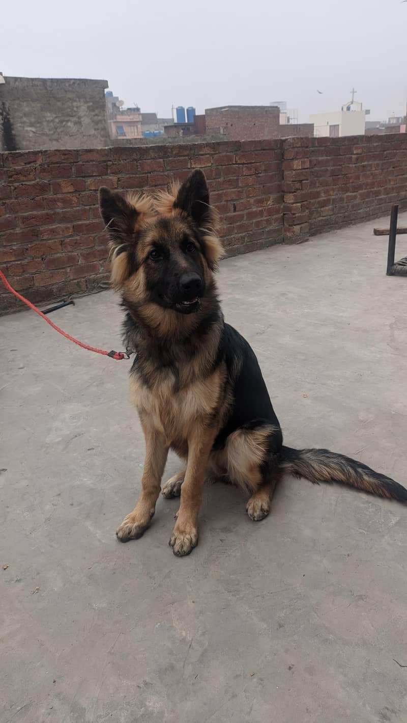German shepherd long code 1