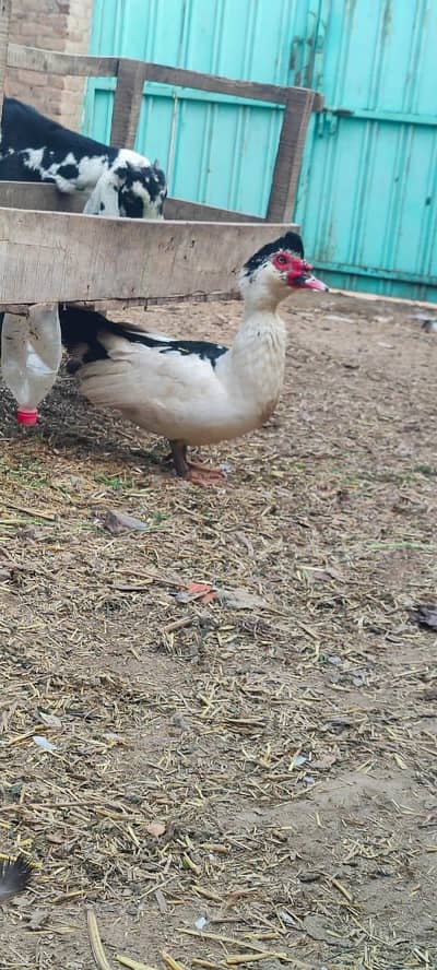 Muscovy duck pair for sale