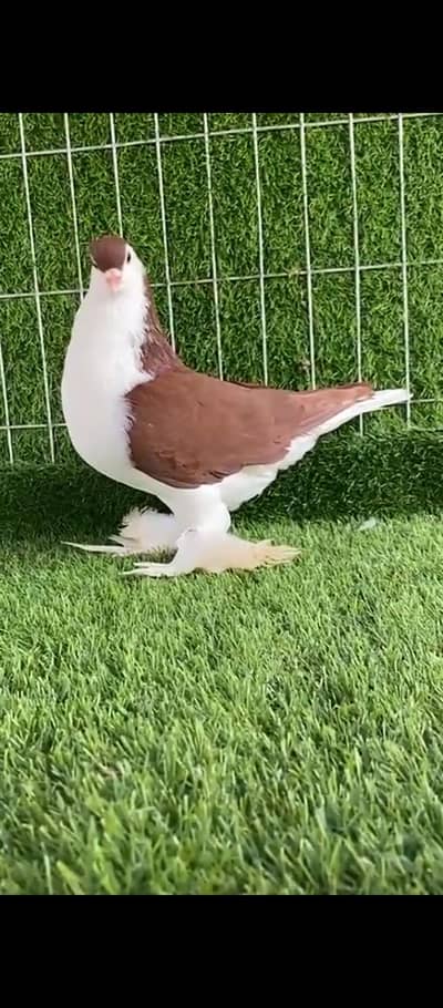 German Lahore Sherazi and Bukhara Pigeons