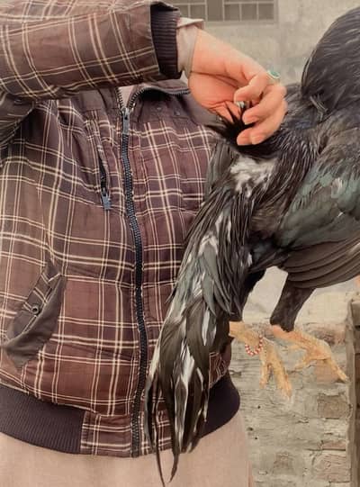 Aseel murga lassani for sale