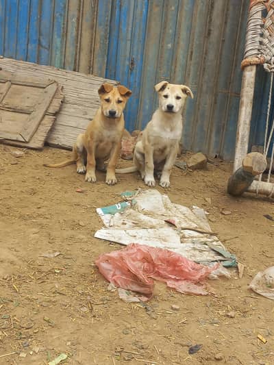 buli paire available