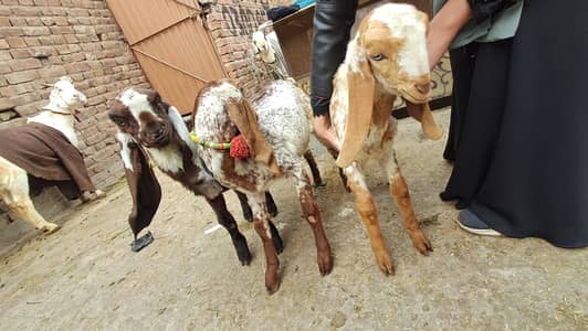 2 Makhi cheni or 1betal | Bakri k bachy 03036363273