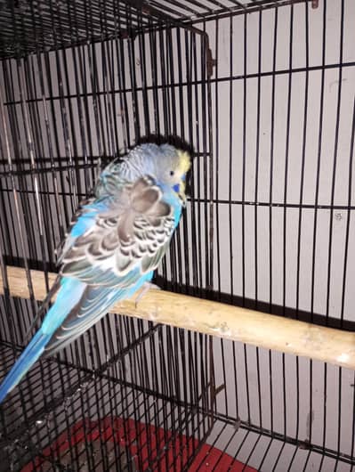 Budgies, hogoromo and exhibition for sale