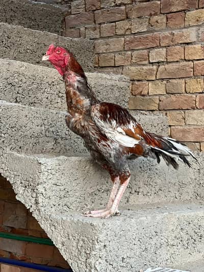 long hight quality bird