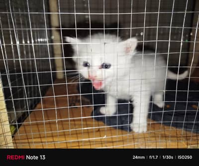 white cat