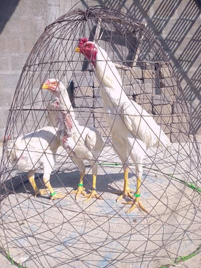 German Oh shamo Eggs