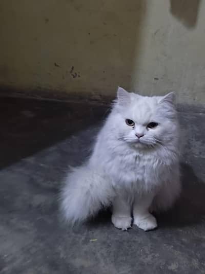 persion cat