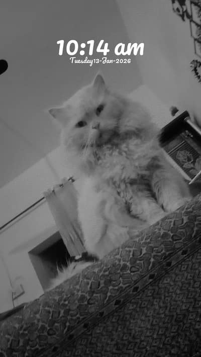 parsien cat for sale