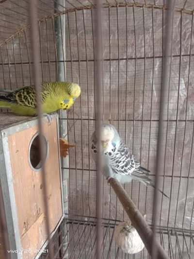 Exibition breeder pair