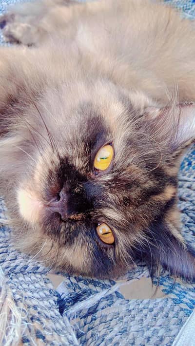 Persian cat / Persian kittens / triple coated / breed cat / Doll face