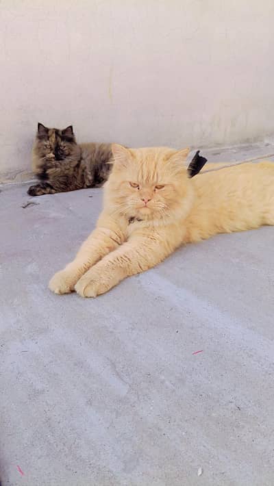 Persian cat / Persian kittens / triple coated / breed cat / Doll face