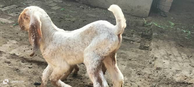 beautiful home bteed makhi cheeny bchy male and female