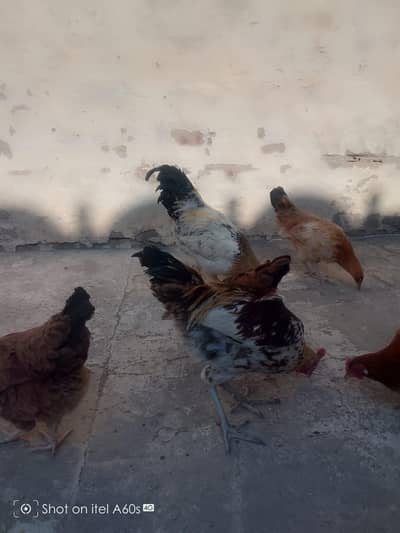 Arjent sale final 15000 ke deny hain fazul log rabta na kare