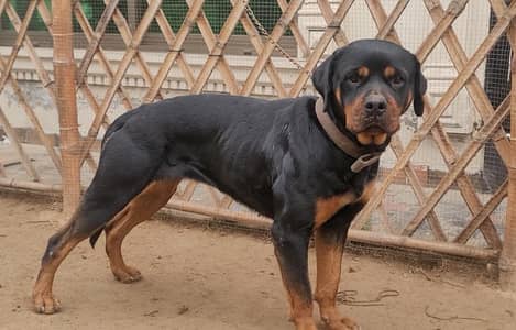 ROTTWEILER FEMALE SHOW CLASS