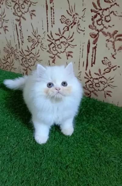 Persian female kitten for sale 0326_60_41_847 Whatsapp number
