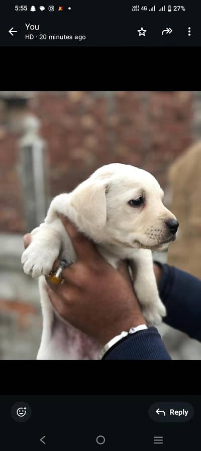Lab puppys or sale 03220050814
