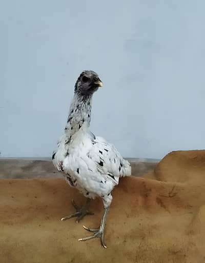 Ice blue dragon female and blue dragon male available