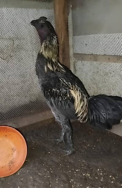 Blue dragon male available