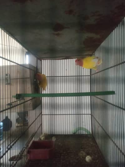 I want to sell all mix parrots