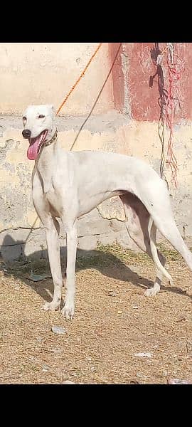 pure tazi female train healthy and active for sale