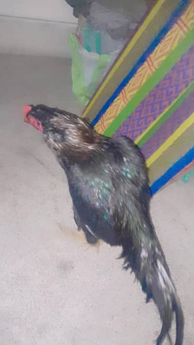 Thai cross patha full masti me h chutki  pr bi lga h 03049950838