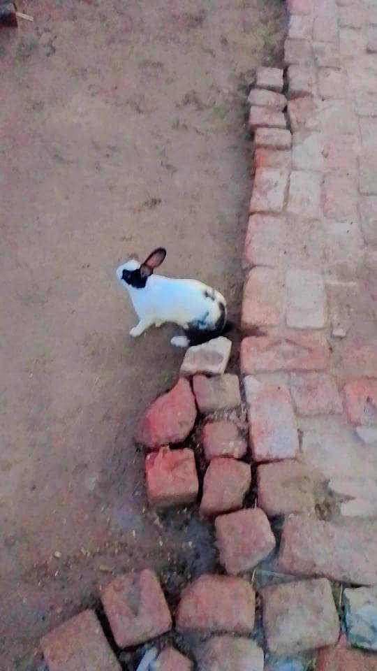 rabbit 0