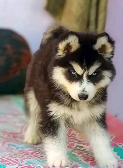 Siberian husky puppy for sale