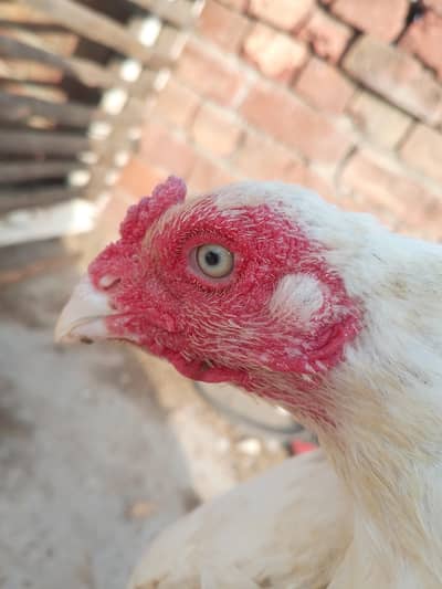 Paper White Madi / Murgi