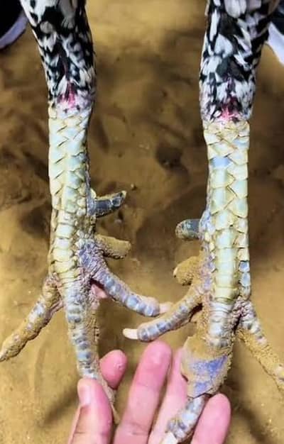 aseel pair high quality